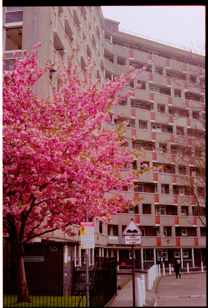 cherry blossom and council houses
