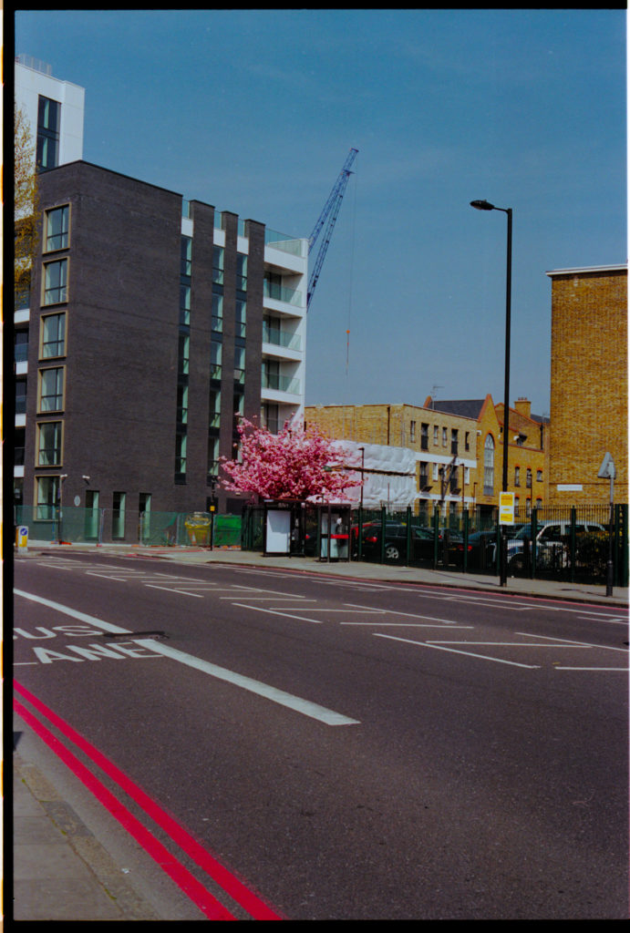 cherry blossom and council houses