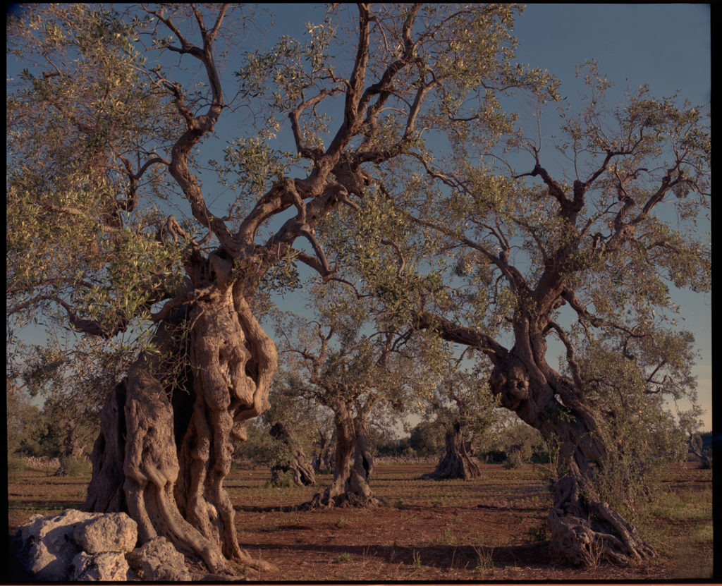 olive trees, Puglia, ostuni, Kodak,film, earth