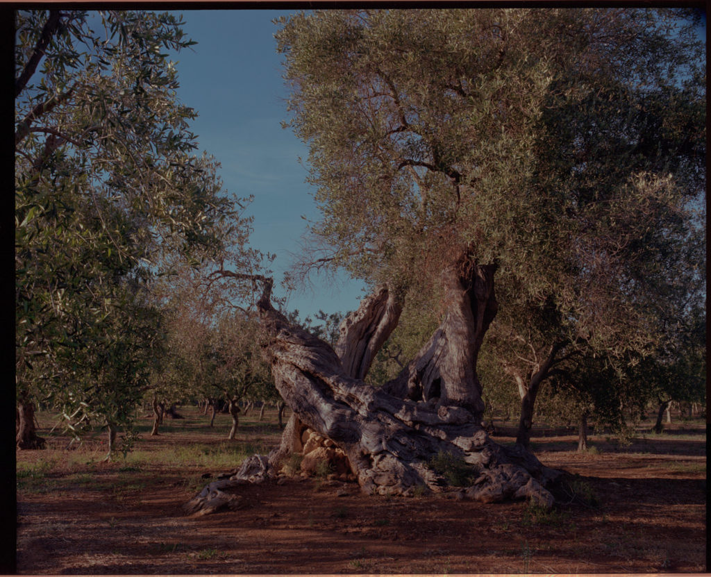 olive trees, Puglia, ostuni, Kodak,film, colours,