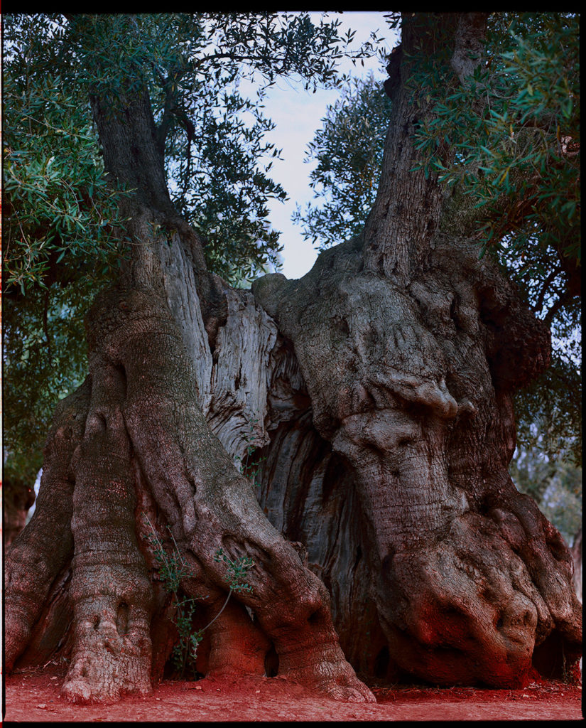 olive trees, Puglia, ostuni, Kodak,film